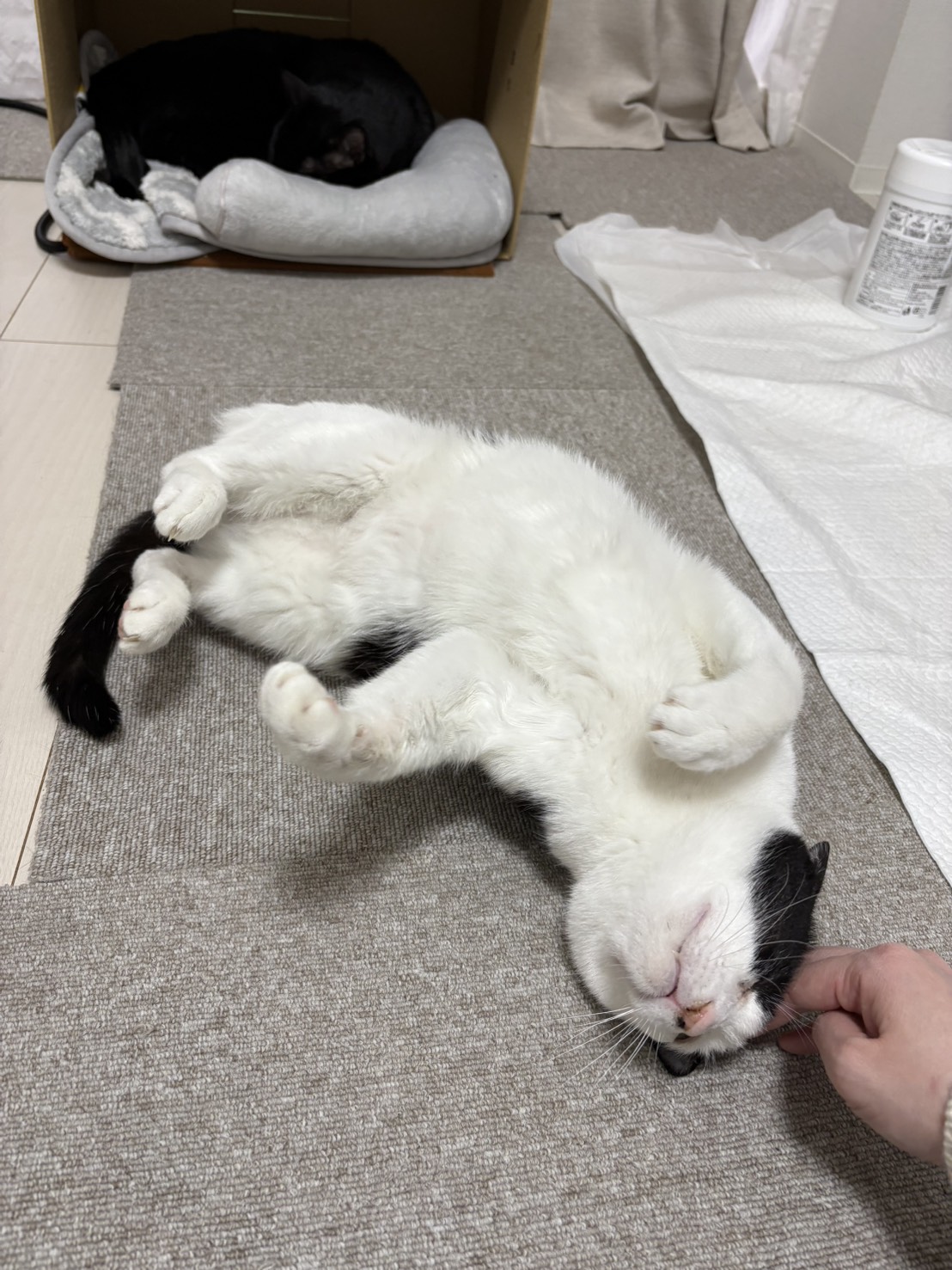 画像 : ムース〈あべの店所属〉