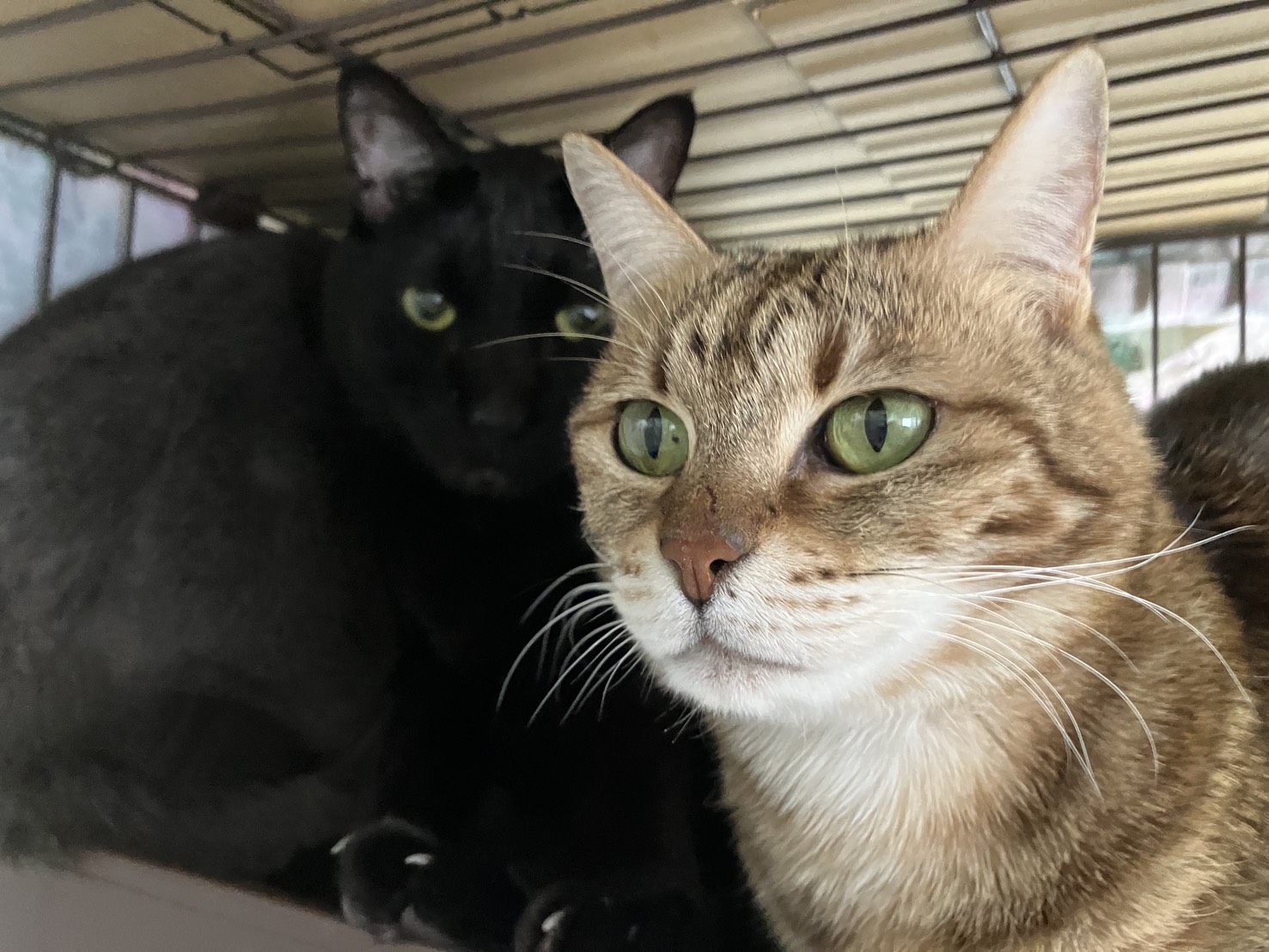 画像 : レナ〈あべの店所属〉