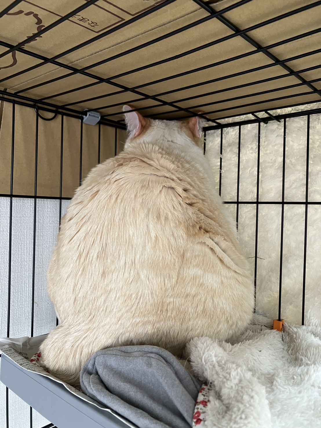 画像 : マリン〈あべの店所属〉