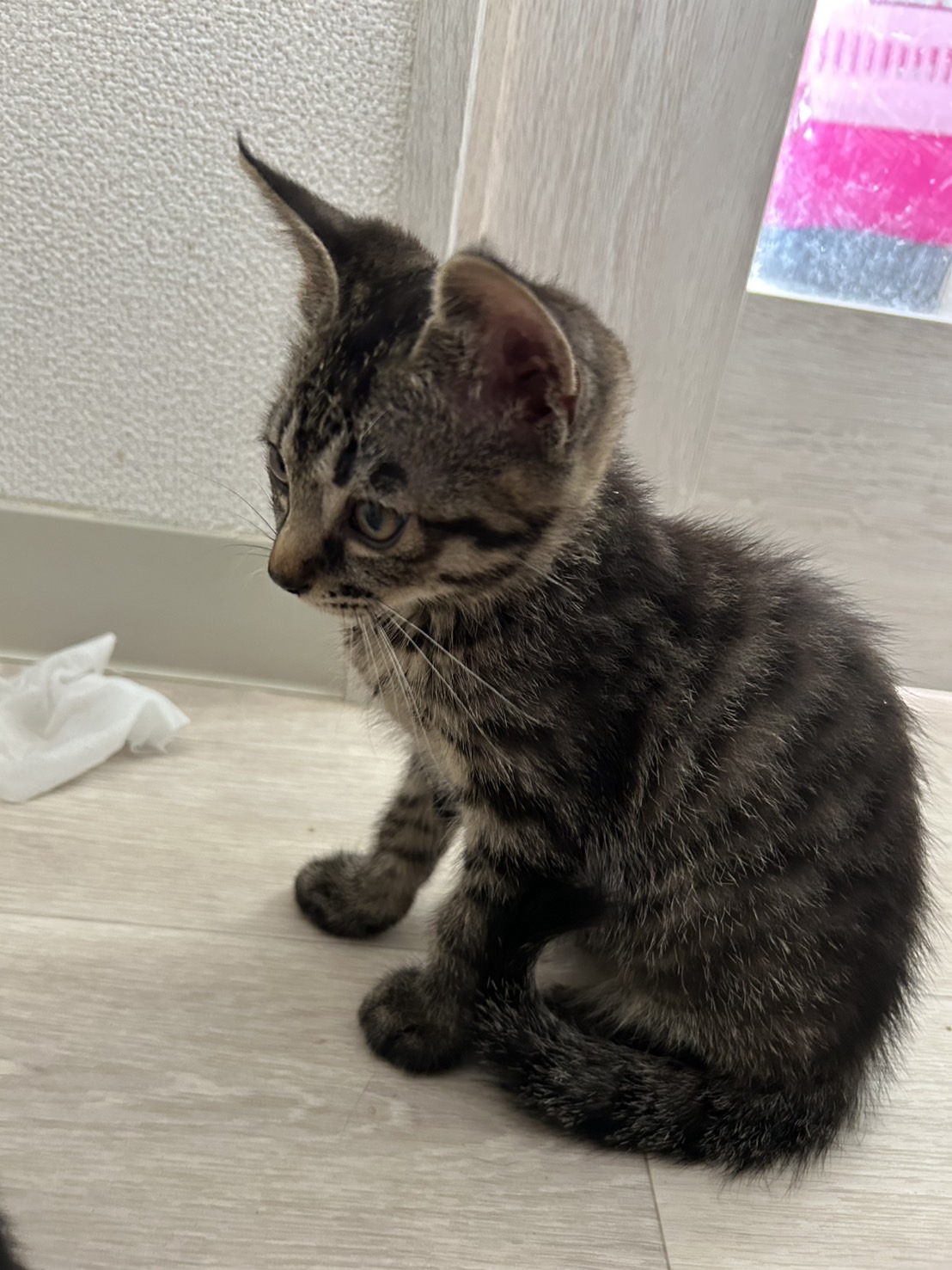 画像 : イクラ〈ドーム前店所属〉