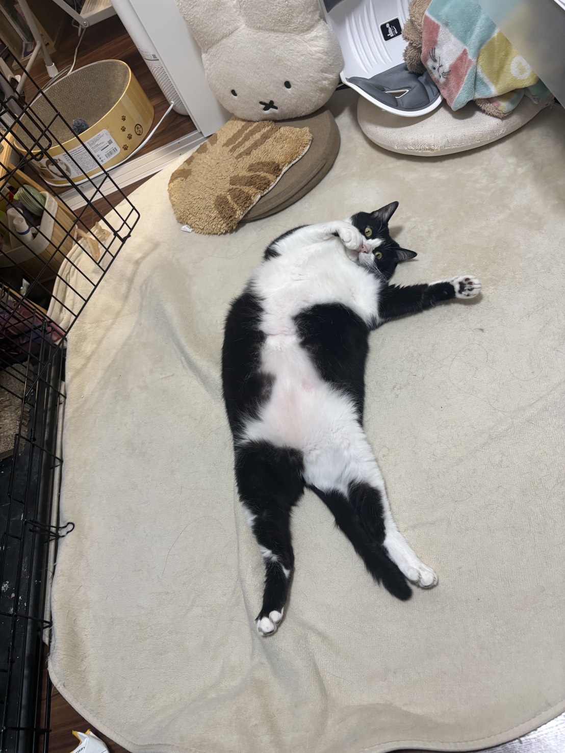 画像 : ハツ〈あべの店所属〉