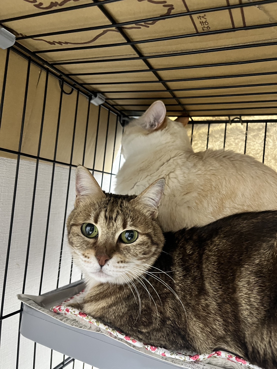 画像 : レナ〈あべの店所属〉