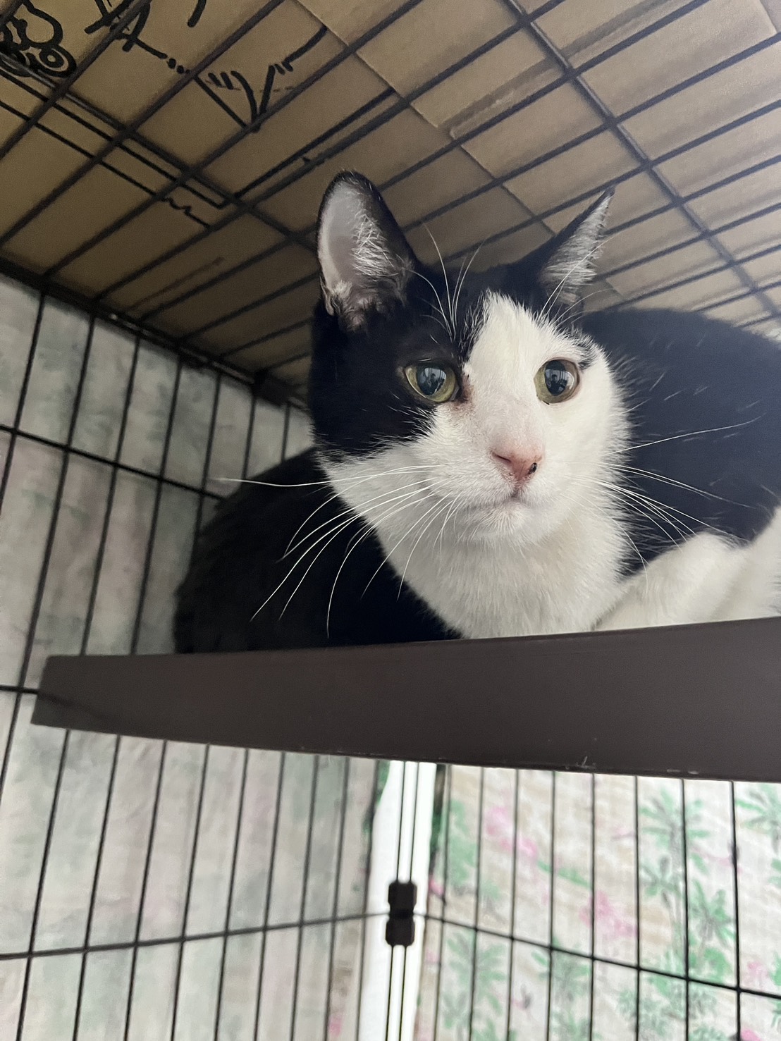 画像 : ムース〈あべの店所属〉