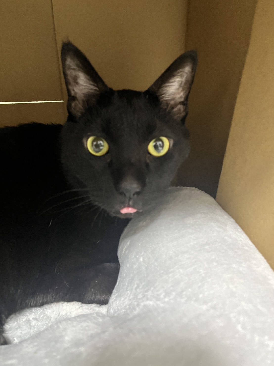 画像 : 西門(nishikado)〈あべの店所属〉